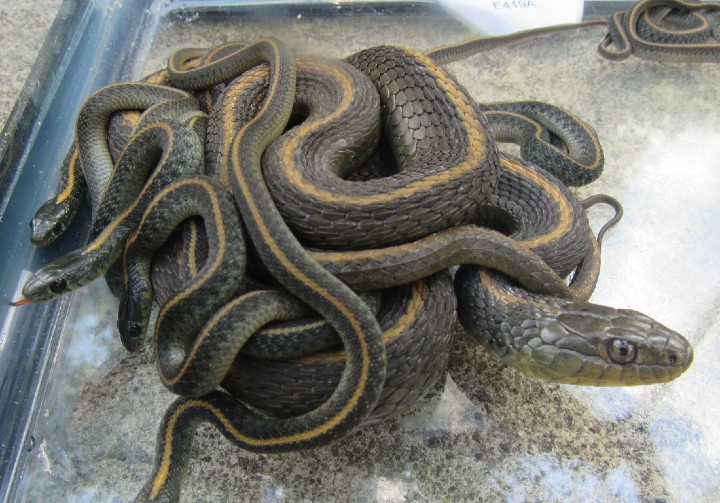 Santa Cruz Garter Snakes